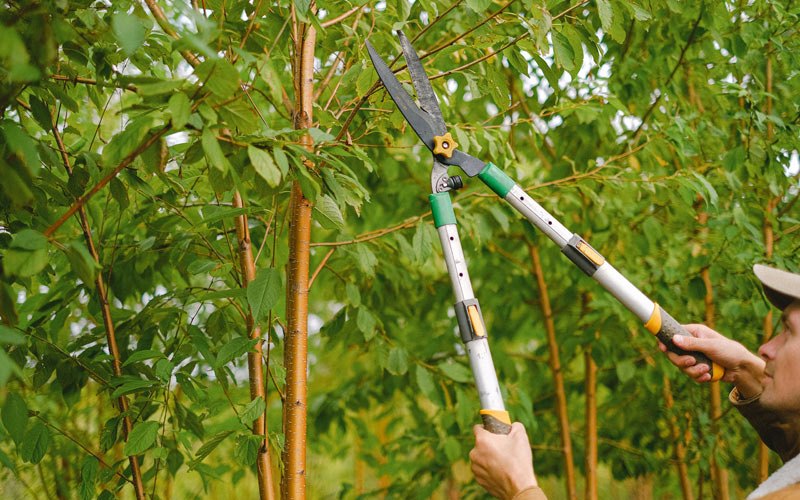 Tree trimming in Nunapitchuk, AK